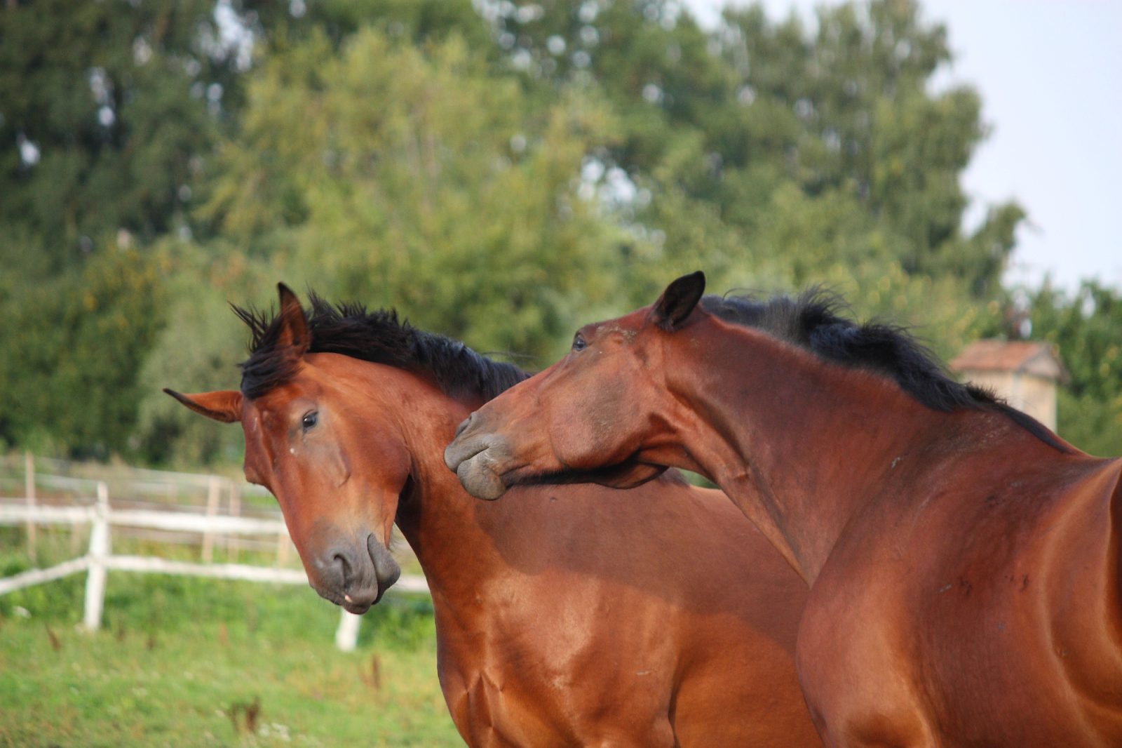 Kako imajo konji močan vpliv na psihično počutje